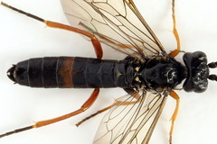 Allantus calceatus