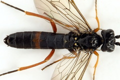 Allantus calceatus