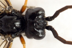 Allantus calceatus