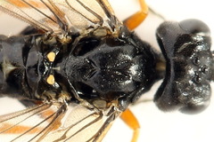 Allantus calceatus