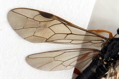 Allantus calceatus