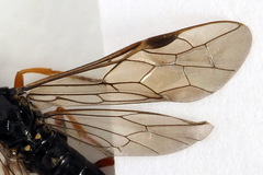Allantus calceatus