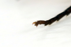 Allantus calceatus