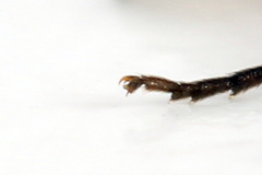 Allantus calceatus