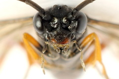 Allantus calceatus