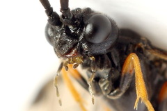 Allantus calceatus