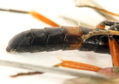 Allantus calceatus