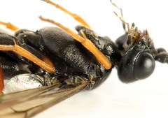 Allantus calceatus