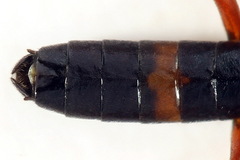 Allantus calceatus