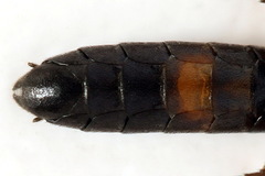 Allantus calceatus