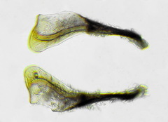 Allantus calceatus