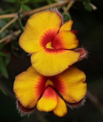 Platylobium obtusangulum