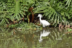 Egretta thula