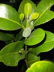 Rhoecus australasiae