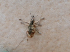 Hypolixus pica