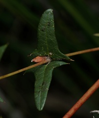 Platylobium obtusangulum