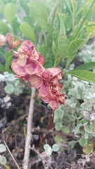 Dais cotinifolia