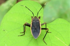 Iphita limbata