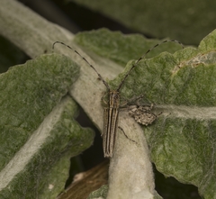 Emphytoecia lineolata
