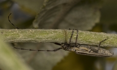 Emphytoecia lineolata