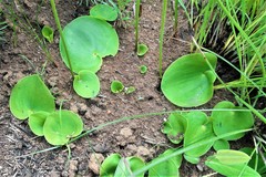 Eriospermum ornithogaloides