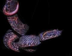 Craspedocephalus puniceus