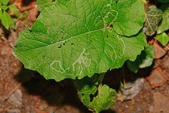 Phytomyza lappae