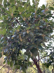 Arbutus unedo