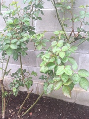 Rosa