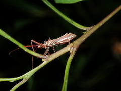 Veledella raptrix