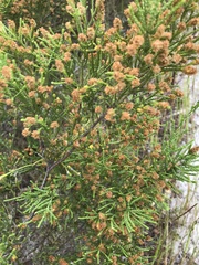 Passerina paleacea