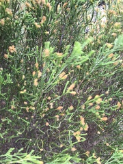 Passerina paleacea