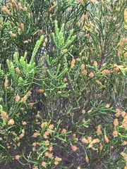 Passerina paleacea
