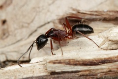 Camponotus innexus