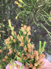 Passerina paleacea