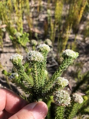 Agathosma geniculata
