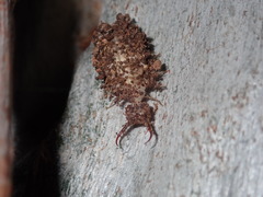 Nymphidae