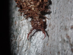 Nymphidae