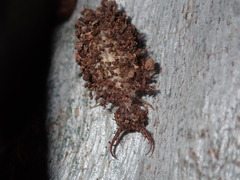 Nymphidae