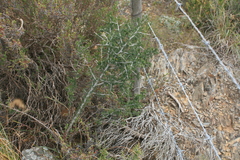 Asparagus mariae