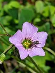 Anthrenoides