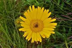 Berkheya insignis