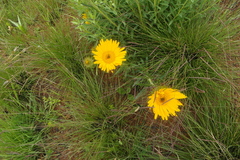 Berkheya insignis