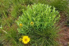 Berkheya insignis
