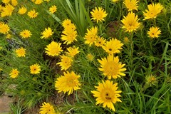 Berkheya insignis