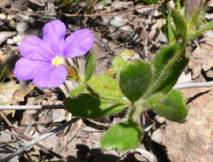 Scaevola calliptera