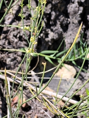 Colletieae