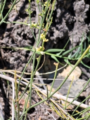 Colletieae