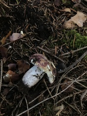 Russula badia