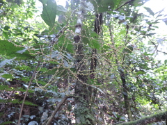 Alchornea